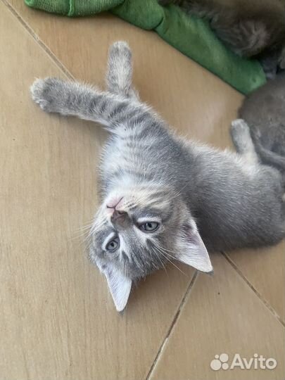 2 девочки и 1 мальчик