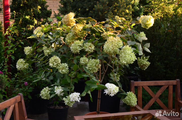 Гортензия метельчатая