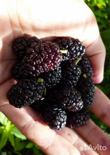 Саженцы Тутовника Стамбульского Чёрного