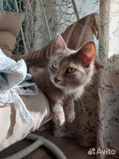 Кошечка Ася