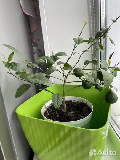 Мандариновое дерево с плодами