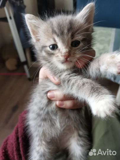 Котенок ищет дом