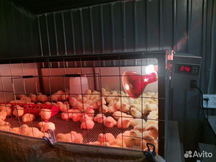Цыплята бройлеры импортные Кобб 500, Росс 308
