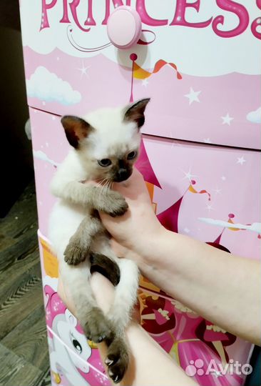 Отдам в добрые руки