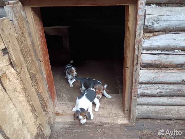 Щенки русской пегой гончей