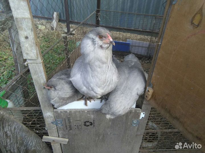 Инкубационное яйцо. Цыплята.Куры