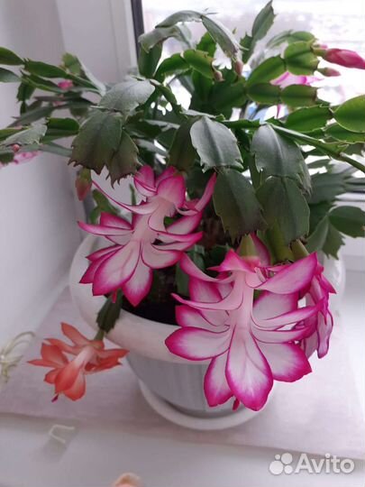 Шлюмбергер - двух видов цветов