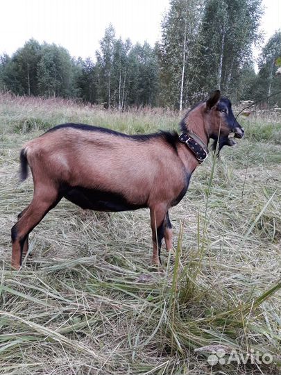 Альпийский чп козел вязка