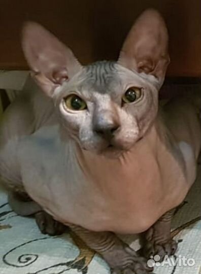 Донской сфинкс