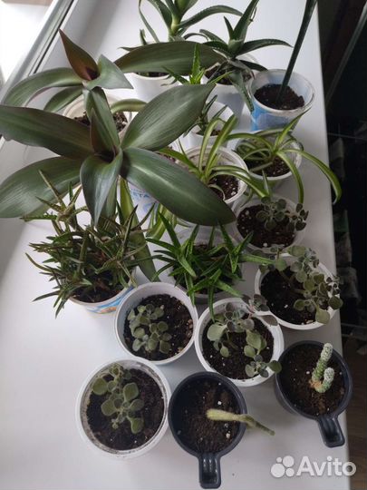 Комнатные растения