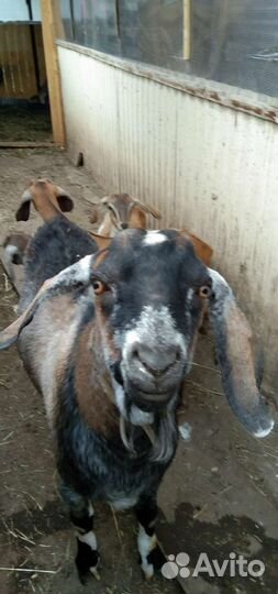 Продам козлят