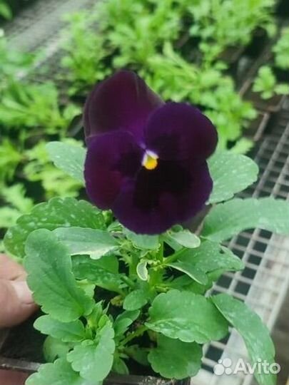 Рассада цветов