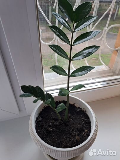 Замиокулькас