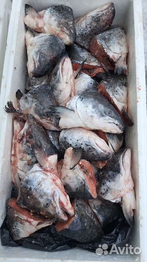 Головы семги. Обрези лососевых свежие