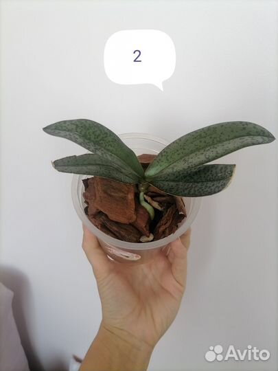 Орхидея Diffusion парфюмерная фабрика