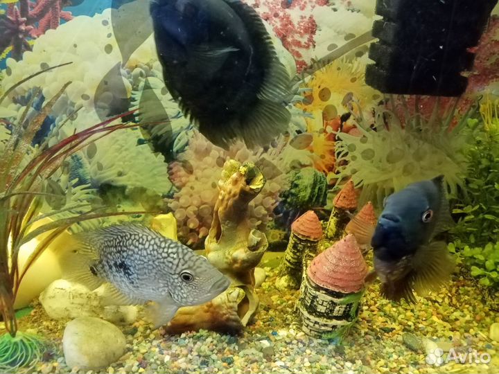 Аквариум с рыбками