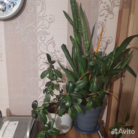 Цветы комнатные