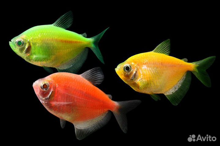 Тернеция glofish