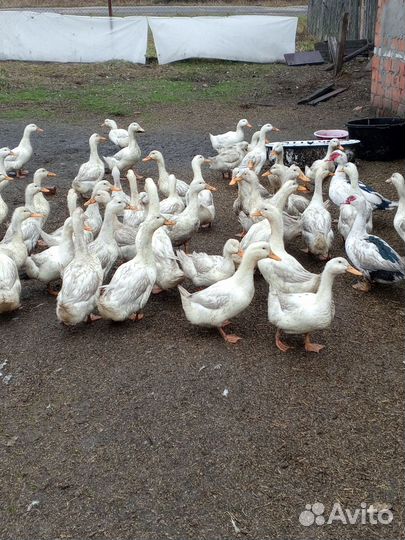 Гуси и утки