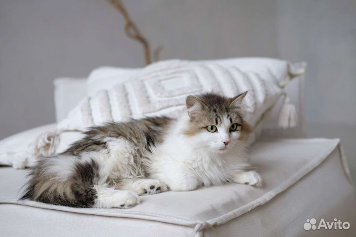 Зеленоглазая красавица кошка