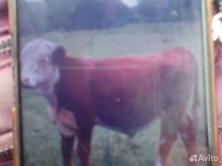 Продажа быков породы герефорд на племя