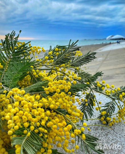 Экскурсия Абхaзия,Краcная поляна,Сочи