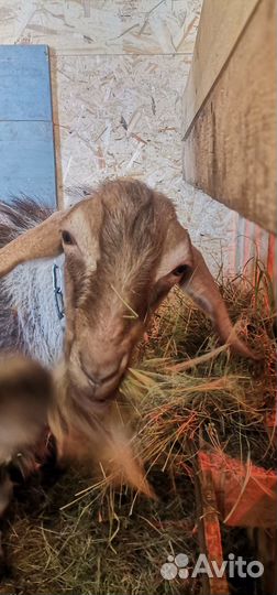 Козел на вязку