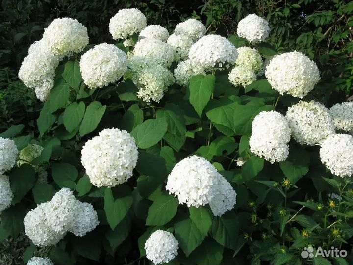 Гортензия Анабель белая