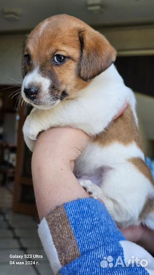 Щенки джек Рассел терьер