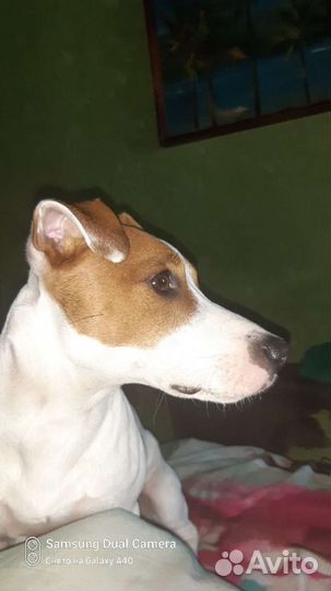 Вязка джек Рассел терьер