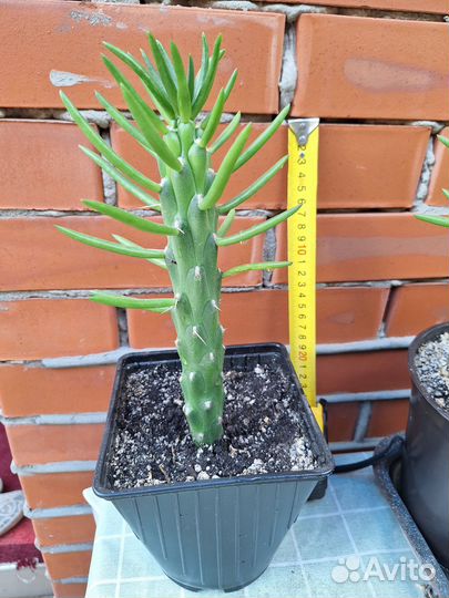 Кактус. Суккулент