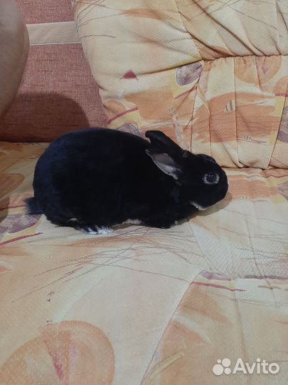 Вязка кролика