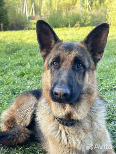 Вязка немецкая овчарка