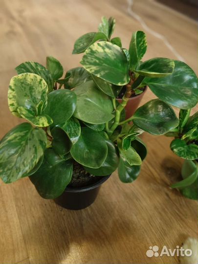 Пеперомия вариегатная
