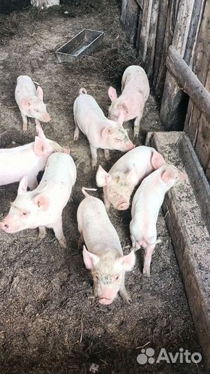Поросята