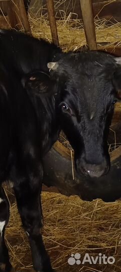 Корова телята и бычки