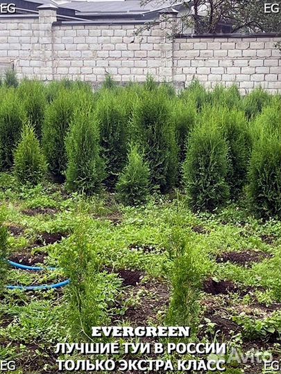 Туя колумна