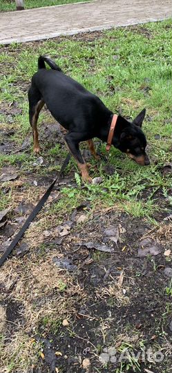 Метиис цвергпинчера мальчик вязка