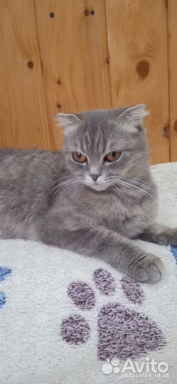 Британская кошка
