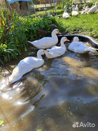 Индоутка мускусная утка