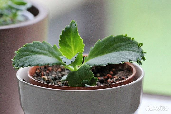 Каланхоэ(ростки)