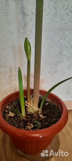 Шикарные цветы Гиппеаструм, Лилия комнатная