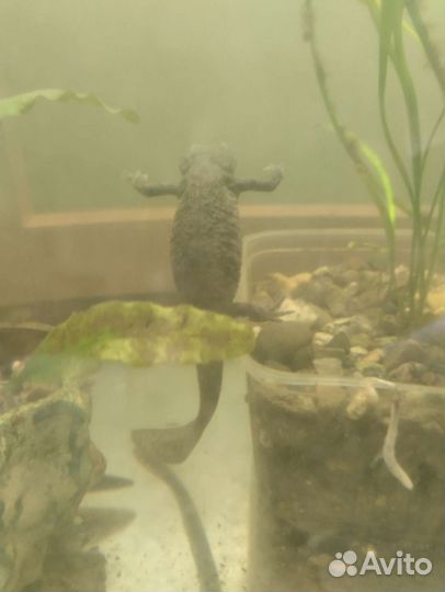 Аквариумные рыбки