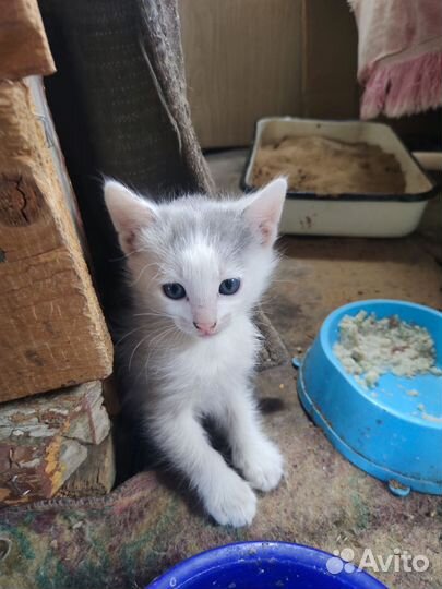 Котята в добрые руки. Бесплатно