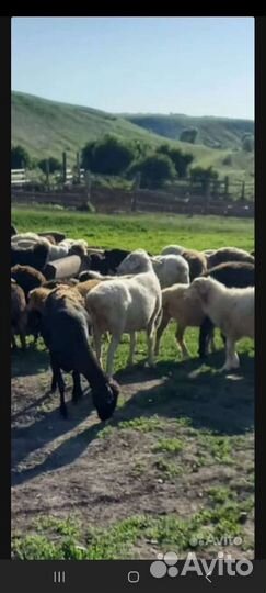 Овцы и телки на Курбан Байрам