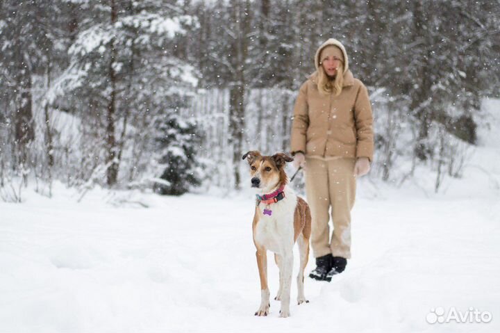 Собака девочка