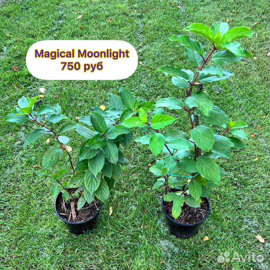 Гортензия метельчатая