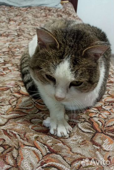 Кот в добрые руки