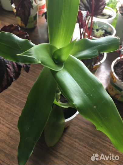 Золотой ус, индийский лук, алоэ