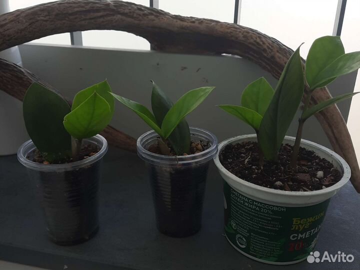 Замиокулькас